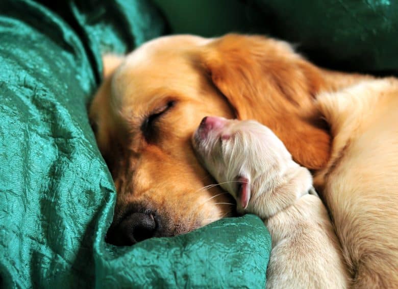 Newborn Golden Retriever puppy