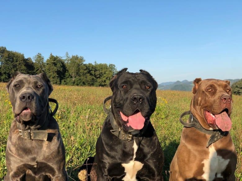 Meet the Red Cross Bandog