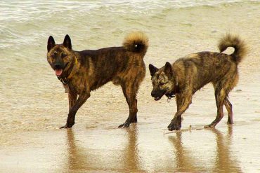 Ryukyu Inu Dogs