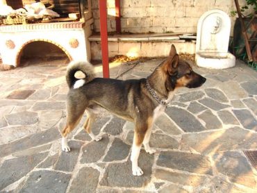 Sanshu Japanese middle size dog