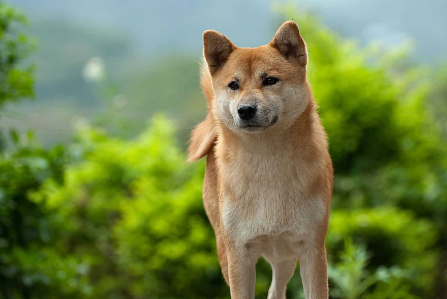 Fox Dogs 18 of the Most Adorable Dogs that Look Like Foxes - K9 Web