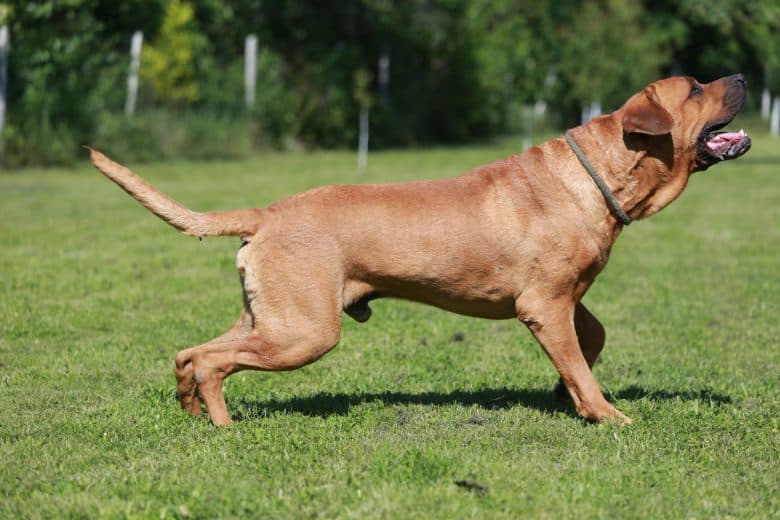 Tosa Inu Dog