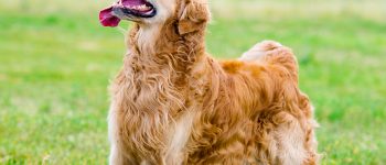 What you need to know about Golden Retriever growth chart