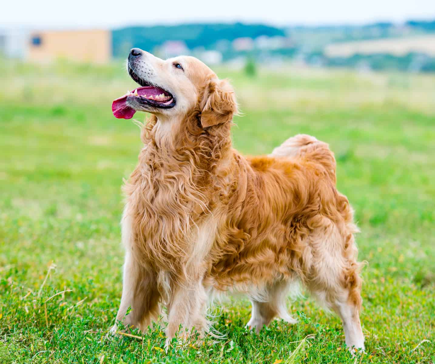 Golden Retriever Growth And Weight Chart Ultimate Guide