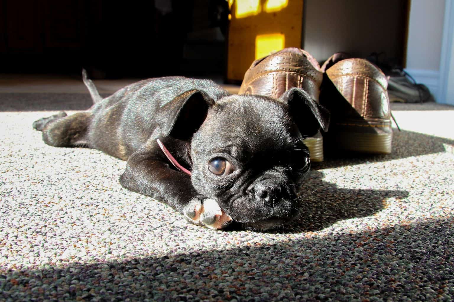 Why the Boston Terrier Pug mix will make you happy - K9 Web