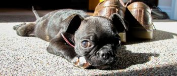 A cute Boston Terrier Pug mix puppy laying on the floor
