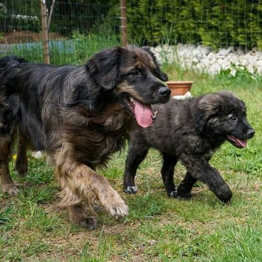 A puppy and adult Australian Retriever walking side by side