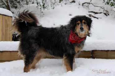 Australian Retriever playing in the snow