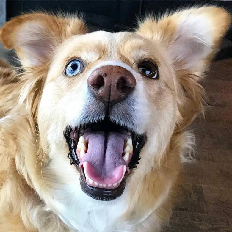 An Australian Retriever with heterochromia