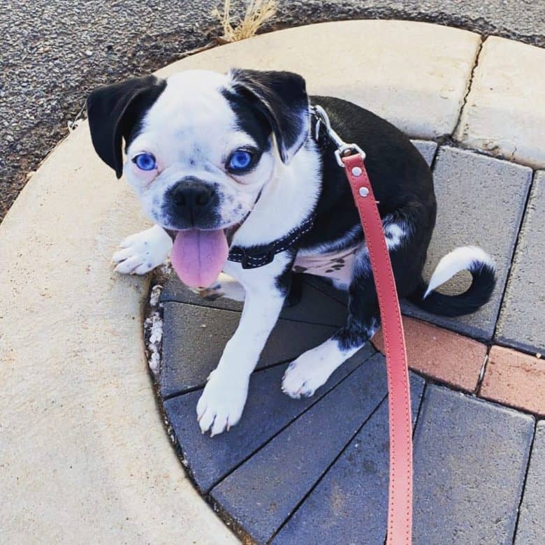 Blue-eyed Pug Boston Terrier cross on a leash