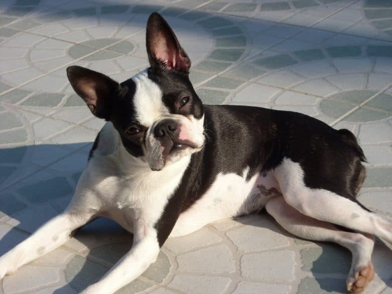 Boston Terrier laying on the floor while looking at the camera