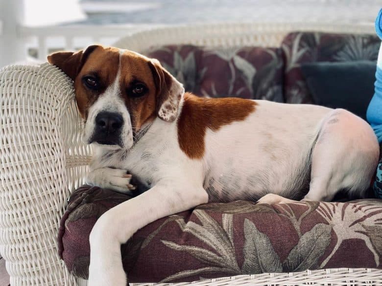 Meet Stella, the Boxer Beagle mix