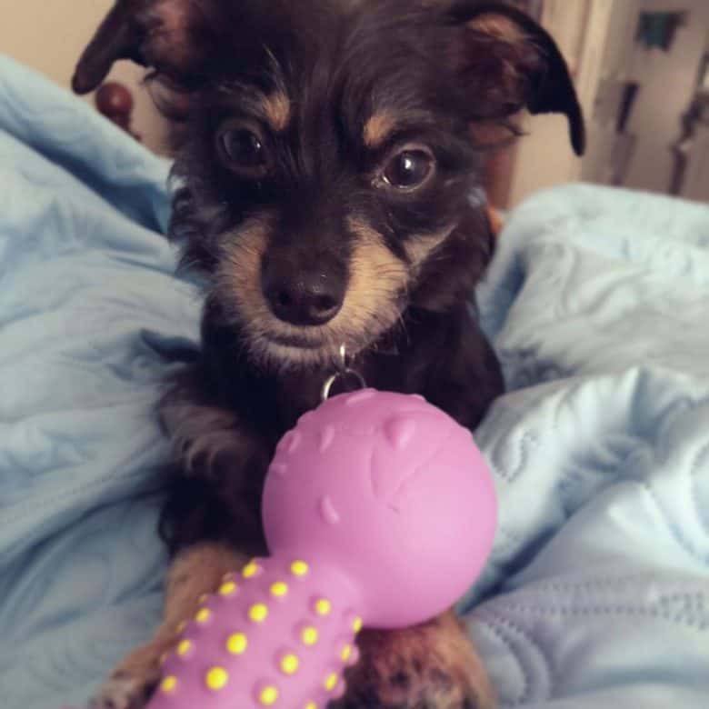 An adorable Dachshund Yorkie mix puppy