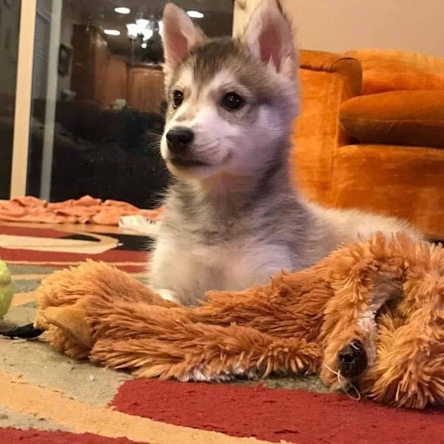 Miniature Husky Price Photos All