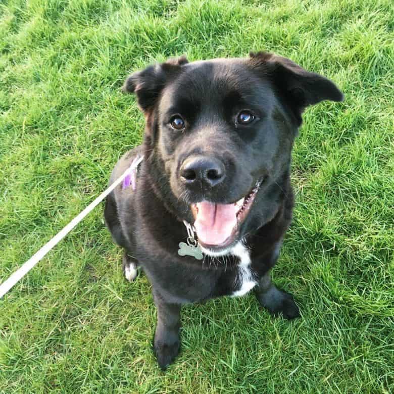 Meet Eevee, the Akita & Golden Retriever mix