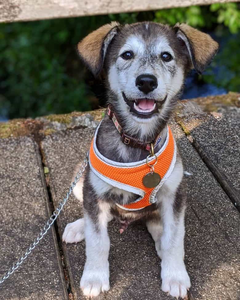 Meet Roscoe, the Alaskan Malamute & Golden Retriever mix