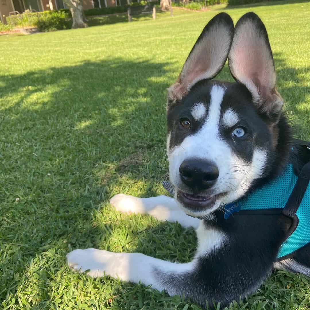 The Lab Malamute mix What makes this breed so special? K9 