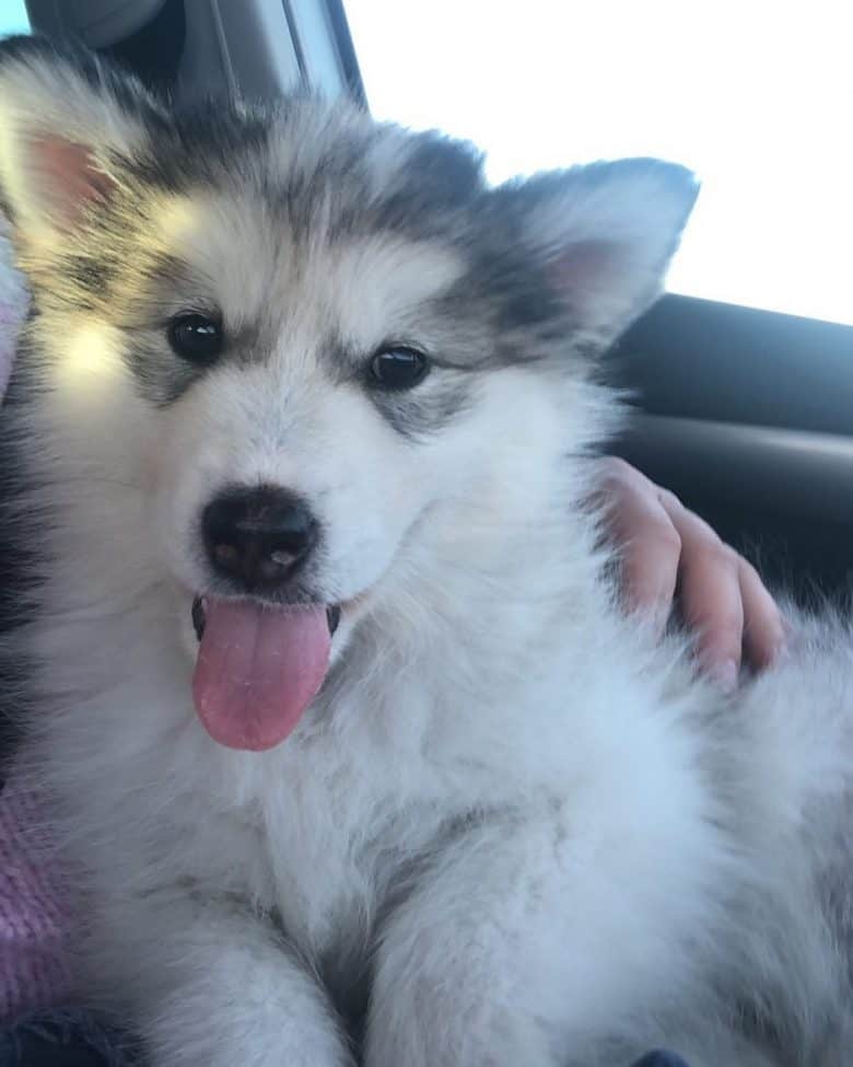 samoyed malamute mix