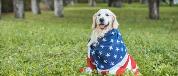 Meet the American Golden Retriever