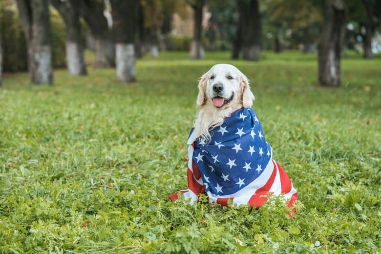 Treffen Sie den amerikanischen Golden Retriever