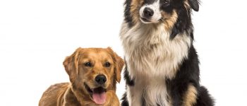 Meet the Golden Retriever & Australian Shepherd mix