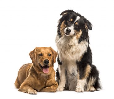 Meet the Golden Retriever & Australian Shepherd mix