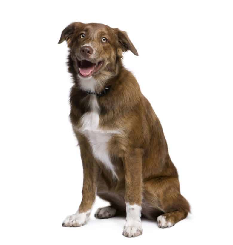Meet the Australian Shepherd & Golden Retriever mix