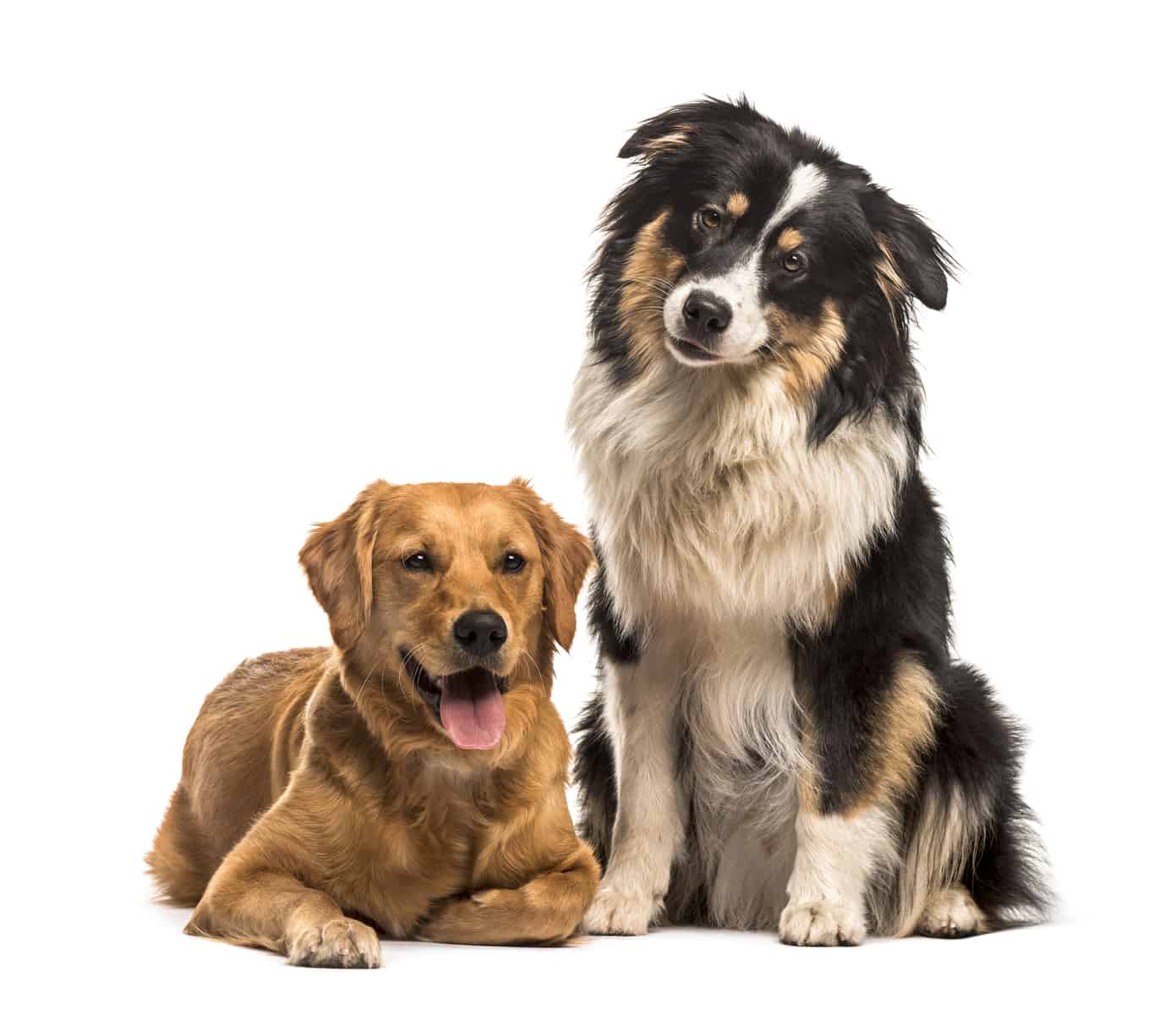 best dog food for golden retrievers australia