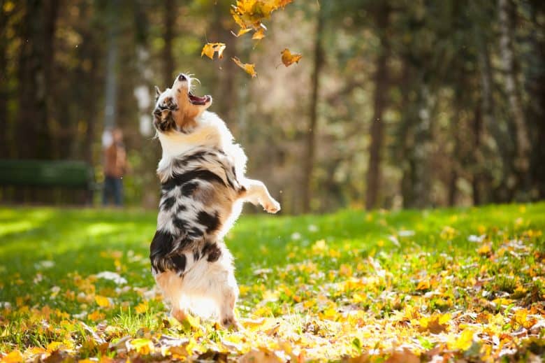 Meet the Australian Shepherd