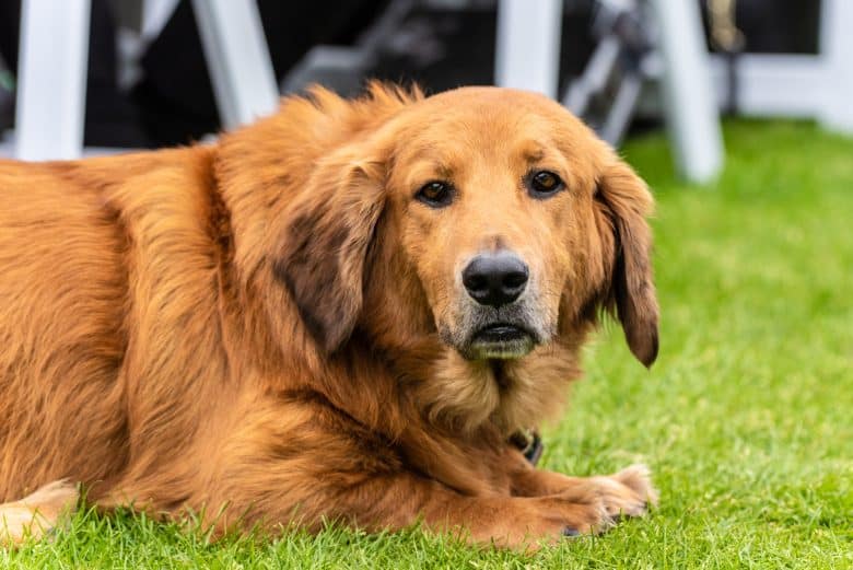 Meet the Basset Hound & Golden Retriever mix