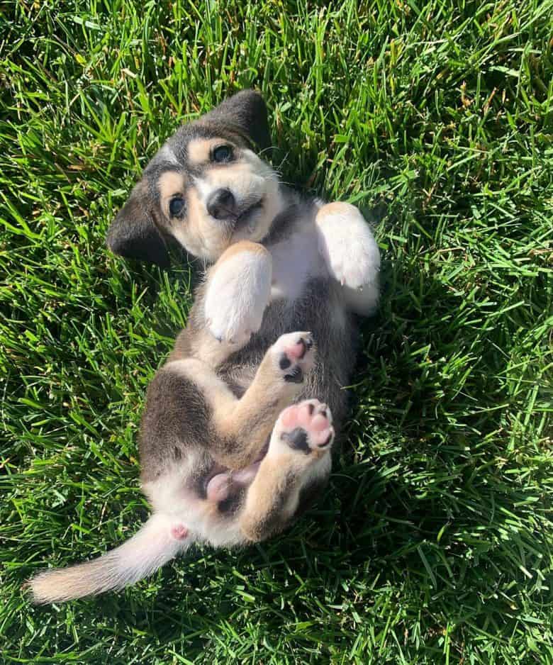 Meet Bella, the Beagle & Golden Retriever mix