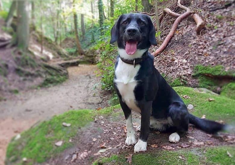 Beagle Lab mix