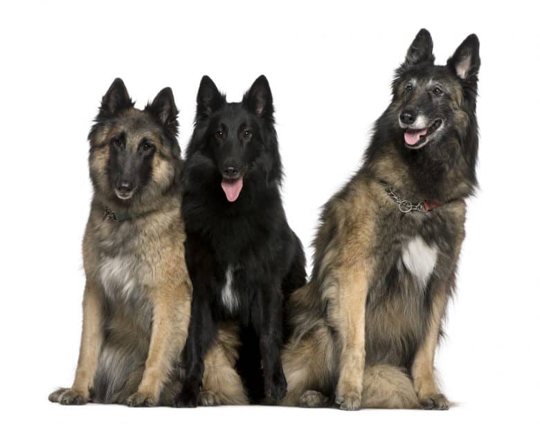 Meet the Belgian Tervuren and Belgian Sheepdog
