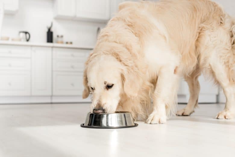 Best dog food for Golden Retrievers