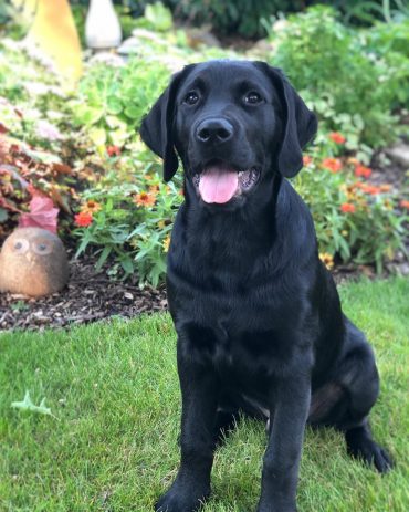 ゴールデン・レトリーバーとロットワイラーのミックス犬、マックをご紹介します