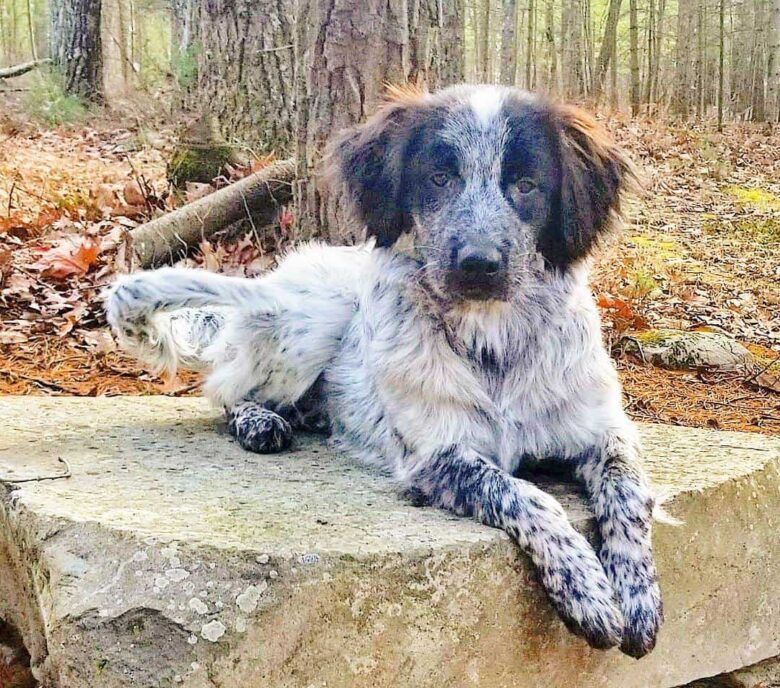 Meet Jackson Storm, the Blue Heeler & Golden Retriever mix