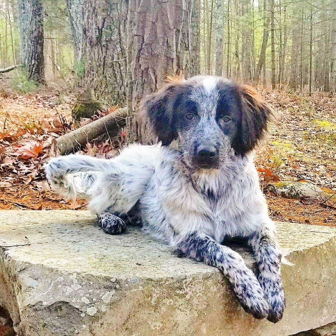 Get to know 57 of the best Golden Retriever mixes K9 