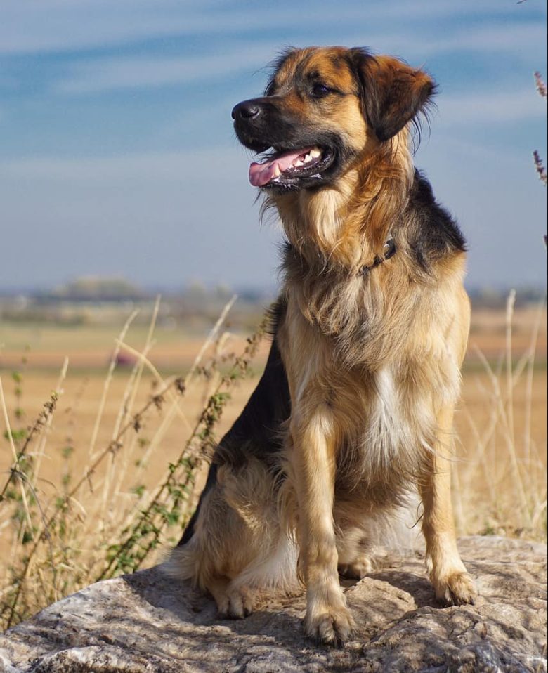 Meet the Border Collie & Golden Retriever mix