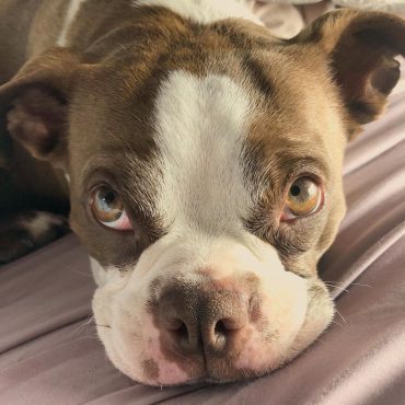 Meet Luna, the Boston Terrier Pug mix