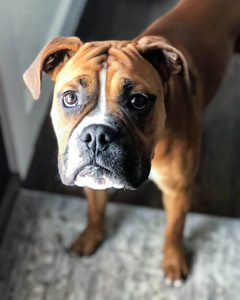 bull boxer dog bull boxer dog