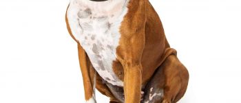 Meet the adult Boxer Bulldog mix