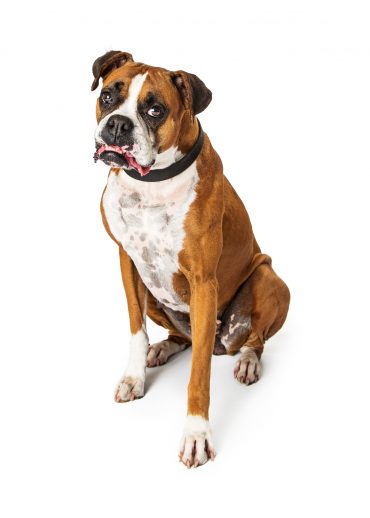 Meet the adult Boxer Bulldog mix