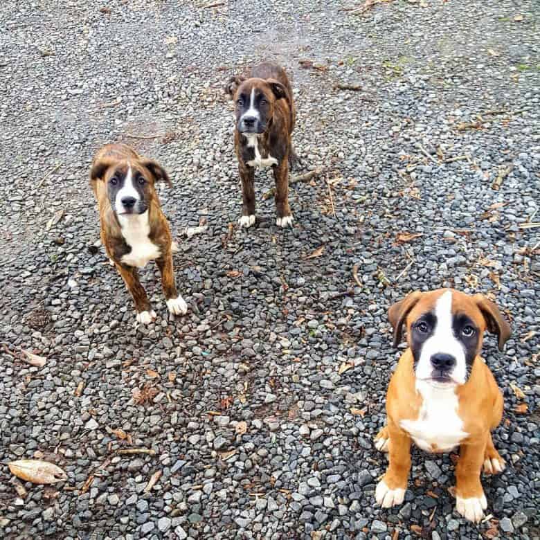 Meet the Boxer Bulldog mix puppies