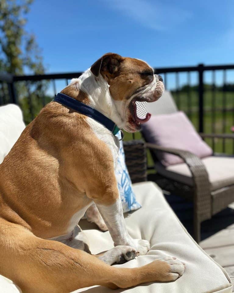 Bulloxer What is a Boxer Bulldog mix dog? K9 Web