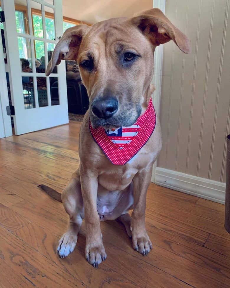 Bullmastiff and hotsell golden retriever mix