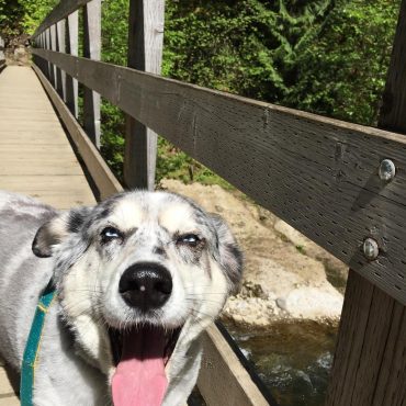 Meet Indie, the Corgi Malamute mix