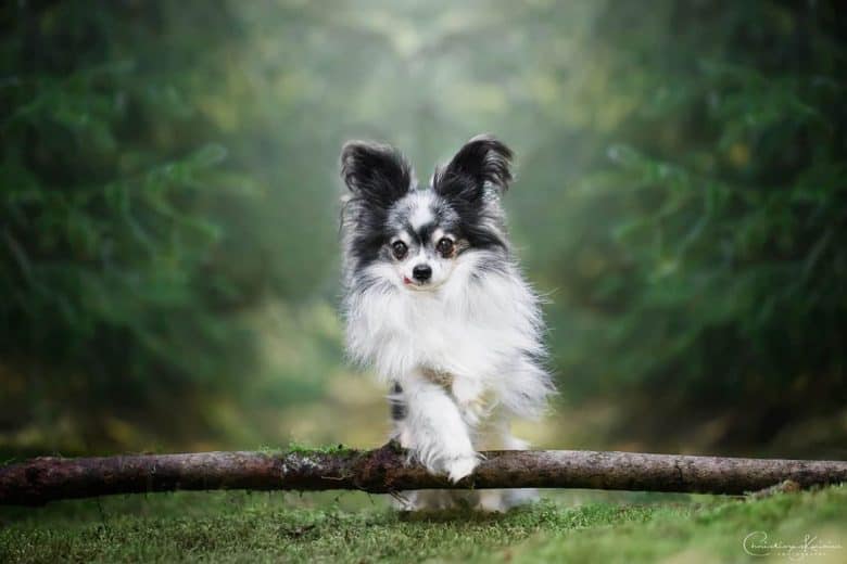 Meet the Papillon Chihuahua mix