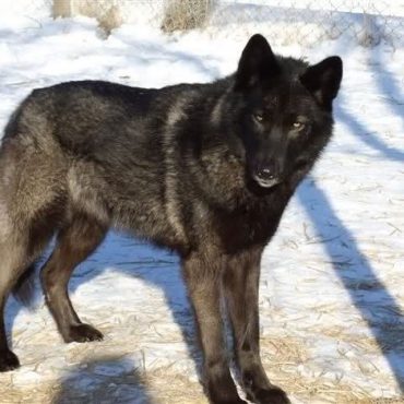 Meet the German Shepherd Wolf mix