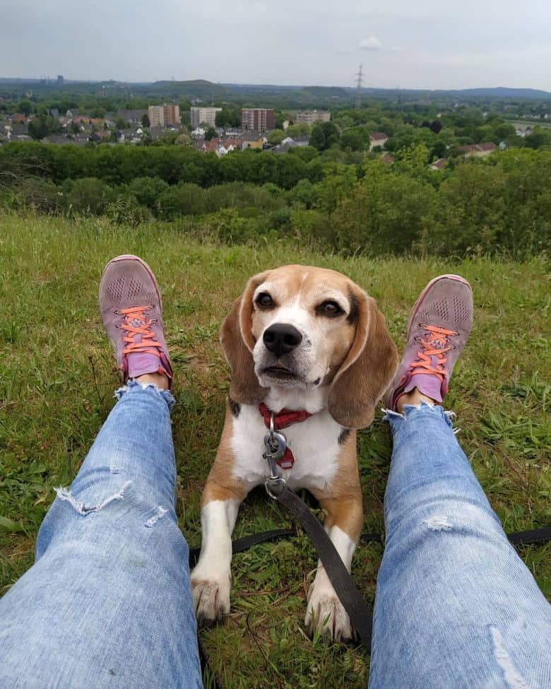 Meet Carlos, the Pocket Beagle