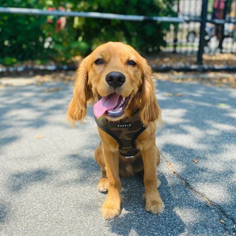 golden retriever x king charles cavalier